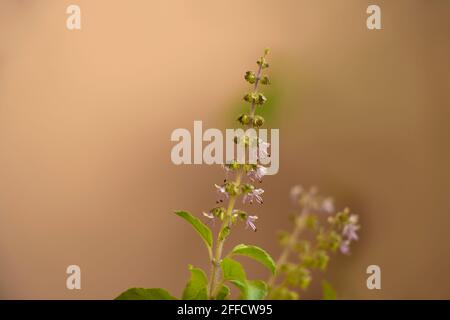 Nahaufnahme Der Ocimum Tenuiflorum-Blume Oder Tulsi-Pflanzenblume. Selektiver Fokus Stockfoto