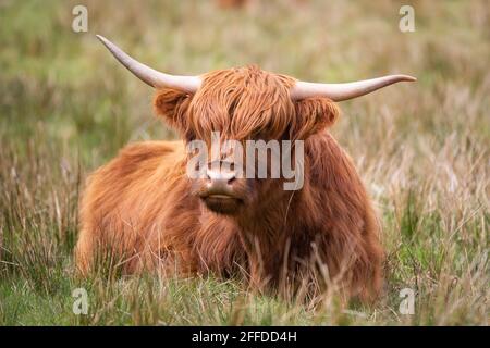 Highland cow [ Bos taurus taurus ] sitzt im rauen Gras Stockfoto