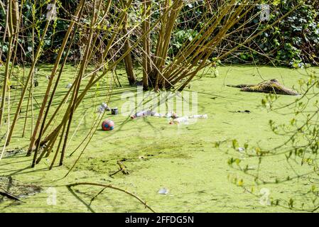 Müll, Müll, der in einem Teich in Churchill Gardens in Southend on Sea, Essex, Großbritannien, weggeworfen wird. Verschmutzung von Kunststoffabfällen. Umweltschäden Stockfoto