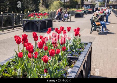 Tulpen in Hochbettwäsche, Roath Park, Cardiff, Wales, Großbritannien Stockfoto