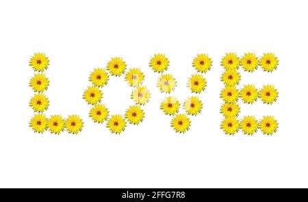 WORTLIEBE aus Blumen. Liebeswort aus schönen gelben Gänseblümchen auf weißem Hintergrund. Design mit Hochzeitseinladung. Niedlicher Hintergrund. Stockfoto