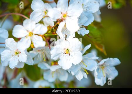Wilde Blüten eines Prunus avium Stockfoto