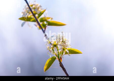 Wildblumen einer Prunus spinosa, genannt Schlehdorn oder Schlehe, blüht im frühen Frühling im Sonnenlicht Stockfoto