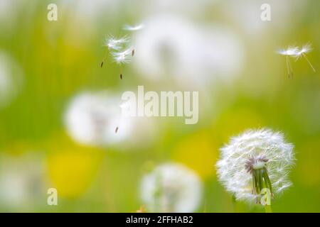Löwenzahn Samen wehen mit dem Wind in einer natürlichen blühenden Wiese. Stockfoto