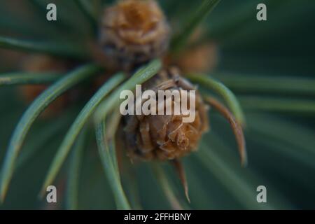 Extreme Nahaufnahme (Makro) einer winzigen Fichtenkegelknospe, umrahmt von grünen Nadeln. Konzentrieren Sie sich auf die zarte, komplizierte natürliche Textur. Stockfoto