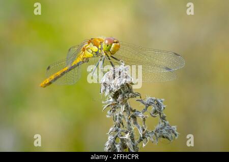 Blick auf einen gemeinen Darter, Sympetrum striolatum, Weibchen mit ausgebreiteten Flügeln trocknet er seine Flügel im frühen, warmen Sonnenlicht Stockfoto