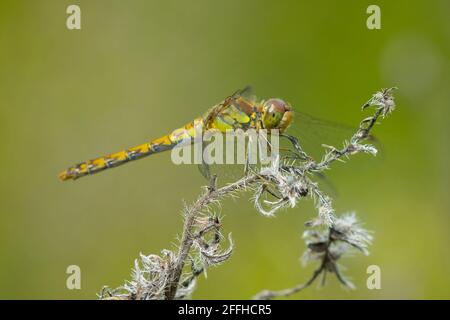 Blick auf einen gemeinen Darter, Sympetrum striolatum, Weibchen mit ausgebreiteten Flügeln trocknet er seine Flügel im frühen, warmen Sonnenlicht Stockfoto