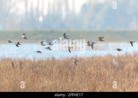 Gemeine Schnepfe Gallinago gallinago im Flug über Grasland. Stockfoto