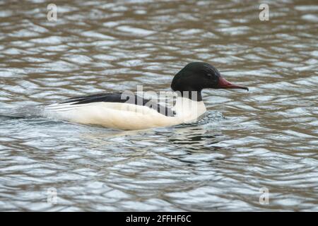 Der gewöhnliche Merganser oder Gänsehaut-Männchen, Mergus merganser, schwimmt auf der Wasseroberfläche. Stockfoto