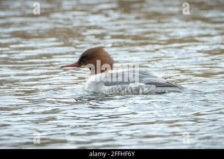 Der gewöhnliche Merganser oder Gänsehaut-Männchen, Mergus merganser, schwimmt auf der Wasseroberfläche. Stockfoto