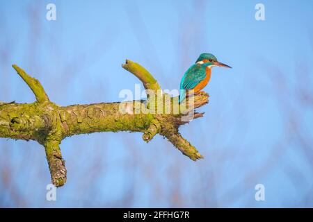 Eine Nahaufnahme eines Eisfischers, Alcedo atthis, auf einem Zweig, der im Winter in der frühen Morgensonne auf Nahrungssuche und Angeln thront. Der Hintergrund ist grün, s Stockfoto