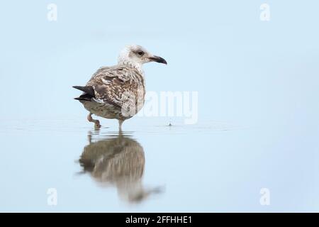Europäische Heringsmöwe, Larus argentatus, auf der Nahrungssuche am Strand Stockfoto