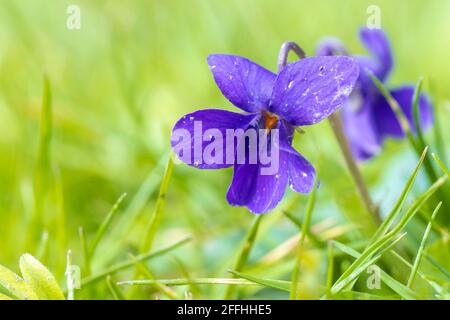 Nahaufnahme von Viola odorata süßen violetten Blüten, die im Frühling blühen. Stockfoto