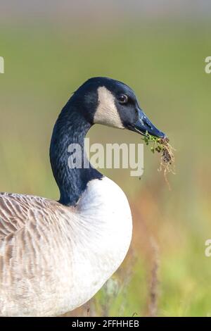 Nahaufnahme einer Kanadagans Branta canadensis, auf einer grünen Wiese Stockfoto