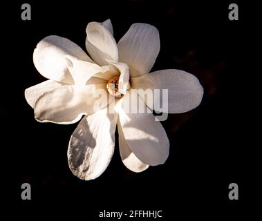 magnolienbaum blüht im frühen Frühjahr Stockfoto