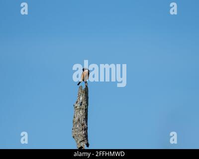 Redstart auf einem Baum Stockfoto