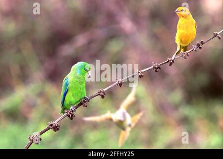 Foto eines grünen Vogels (Blauflügelpapageientaucher - Forpus xanthopterygius) Und ein weiterer gelber Vogel (Safranfinch - Sicalis flaveola) Auf dem gleichen thront Stockfoto