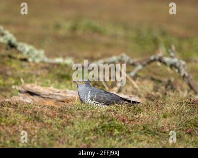 Gemeinsamen Kuckuck (Cuculus Canorus) Stockfoto