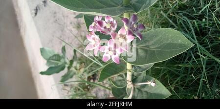 Draufsicht auf den Gummibaum oder die Calotropis procera-Pflanze Mit kleinen Blumen Stockfoto