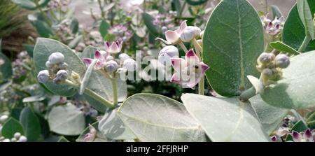 Sodom Apfel oder Calotropis procera Pflanze mit blühenden Blüten Stockfoto