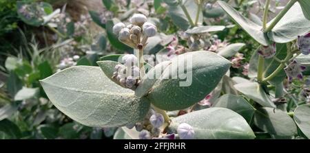 Blühende Blüten der Königskrone oder der Calotropis procera-Pflanze Stockfoto