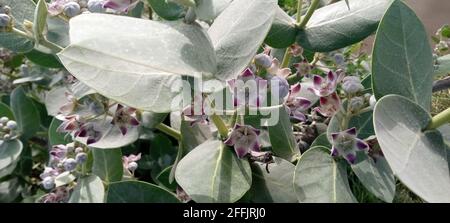 Apfel von Sodom Pflanze mit blühenden Blumen Stockfoto