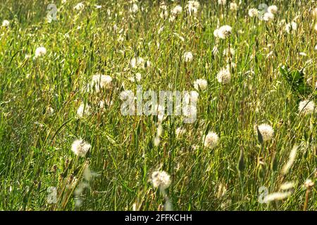 Feld von Taraxacum officinale comunete genannt Löwling oder bittere Zichorie und an einigen Orten Großeltern mit selektivem Fokus auf einen sonnigen Tag. Stockfoto
