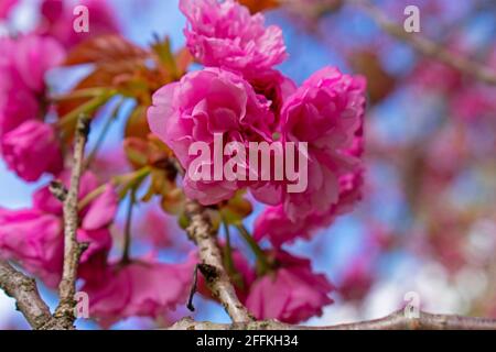 Rosafarbene, doppelte Kirschblüten, auch als Sakura bekannt, mit absichtlich verschwommener Farbe, vor einem blauen Himmel Hintergrund Stockfoto