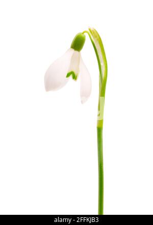 Schneeglöckchen Blume isoliert auf weißem Hintergrund. Wunderschöne Frühlingsblumen. Stockfoto