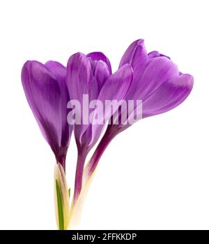 Crocus Blumen isoliert auf weißem Hintergrund. Nahaufnahme von Safranblüten. Stockfoto