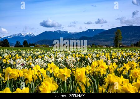 Wunderschönes Narzissenfeld. Gelbe und weiße Blüten mit den grünen Blättern und Stielen sichtbar. Berge im Hintergrund. Blauer Himmel mit einigen Wolken. Sp Stockfoto