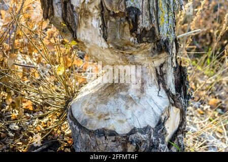 Beaver's Job in Wäldern Nahaufnahme, Baumstamm von wilden Tieren im Wald genagt. Beaver wollte im Herbst oder Frühling Bäume niederschlagen, um dort zu stauen und zu übernachten. Stockfoto