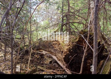 Ein massiver, gefallener, moosbedeckter Baumstamm liegt in der kleinen Öffnung, die durch seinen Sturz entstanden ist. Stockfoto