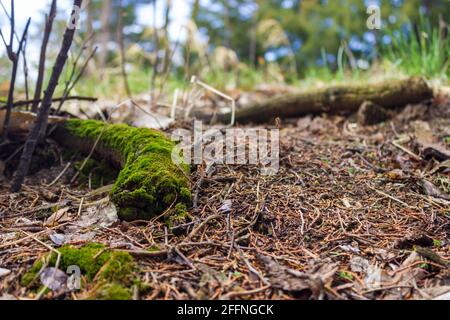 Ein gefallener, moosbedeckter, Baumwollholzzweig liegt am Fuße eines Baumes inmitten des natürlichen Waldmulchs. Stockfoto