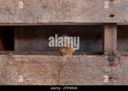 Der junge Robin Jungling (Erithacus rubecula) thront auf einer Holzpalette in einem Garten in Großbritannien.Bild aufgenommen im April. Stockfoto