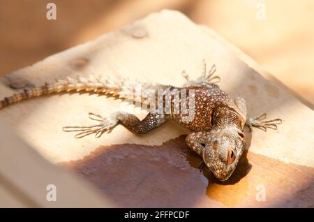 Opurus cuvieri, allgemein bekannt als die Halsbandiguanideidechse, Halsbandiguana oder Cuviers Madagaskar-Mauersegler, ist eine Art von arborealen madagassischen Leguanen. Stockfoto