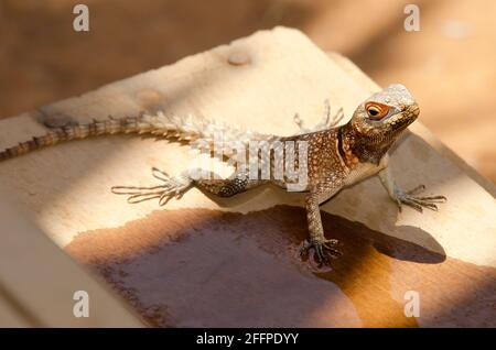 Opurus cuvieri, allgemein bekannt als die Halsbandiguanideidechse, Halsbandiguana oder Cuviers Madagaskar-Mauersegler, ist eine Art von arborealen madagassischen Leguanen. Stockfoto