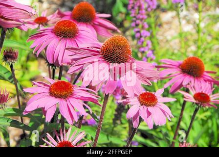 Ein Nahaufnahme von rosa Kegelblumen in einem Garten im Sommer. Stockfoto