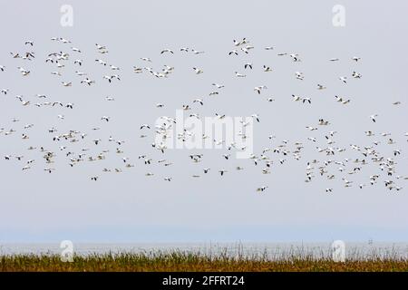 Schneegänse, Anser caerulescens, George C. Reifel Zugvogelschutzgebiet, Delta, British Columbia, Kanada Stockfoto