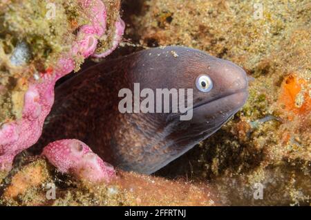 Weißäugige Muräne, Gymnothorax thyrsoideus, Anilao, Batangas, Philippinen, Pazifik Stockfoto