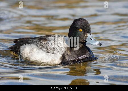 Lesser Scaup, Aythya affinis, Burnaby Lake Regional Park, Burnaby, British Columbia, Kanada Stockfoto