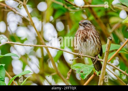 Song Sparrow, Melospiza melodia, George C. Reifel Migrating Bird Sanctuary, Delta, British Columbia, Kanada Stockfoto