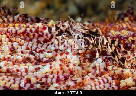 Zebra-Seeigel-Krabbe, Zebrida adamsii, Anilao, Batangas, Philippinen, Pazifik Stockfoto