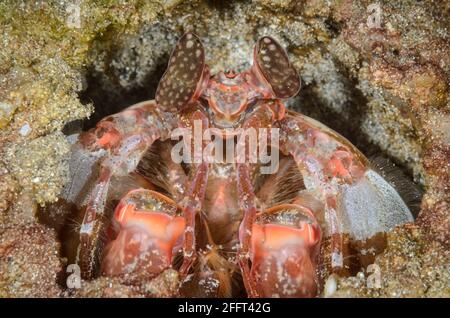Lisa's Mantis Shrimp, Lysiosquillina lisa, Anilao, Batangas, Philippinen, Pazifik Stockfoto