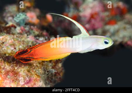 Dartfish, Feuer Nemateleotris Magnifica, Anilao, Batangas, Philippinen, Pazifik Stockfoto