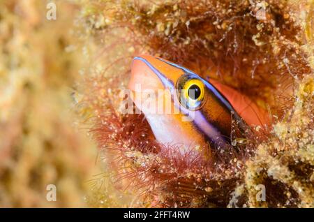 Bluestriped Fangblenny, Plagiotremus rhinorhynchos, Anilao, Batangas, Philippinen, Pazifik Stockfoto