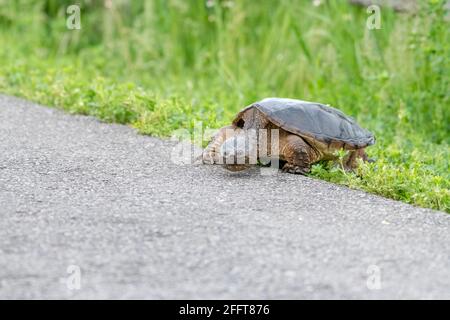 Schnappschildkröte, die im Sommer einen Pfad überquert Stockfoto