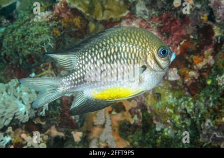 Weißbauchdamsel, Amblyglyphidodon leucogaster, Anilao, Batangas, Philippinen, Pazifik Stockfoto