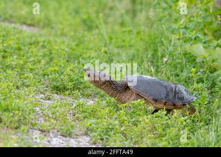 Schnappende Schildkröte, die durch Gras in der Nähe eines Teiches mit seinen geht Kopf hoch und Hals ausgestreckt Stockfoto