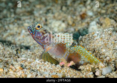 Breitbarriges Garnelenbauch, Amblyeleotris latifasciata, Anilao, Batangas, Philippinen, Pazifik Stockfoto